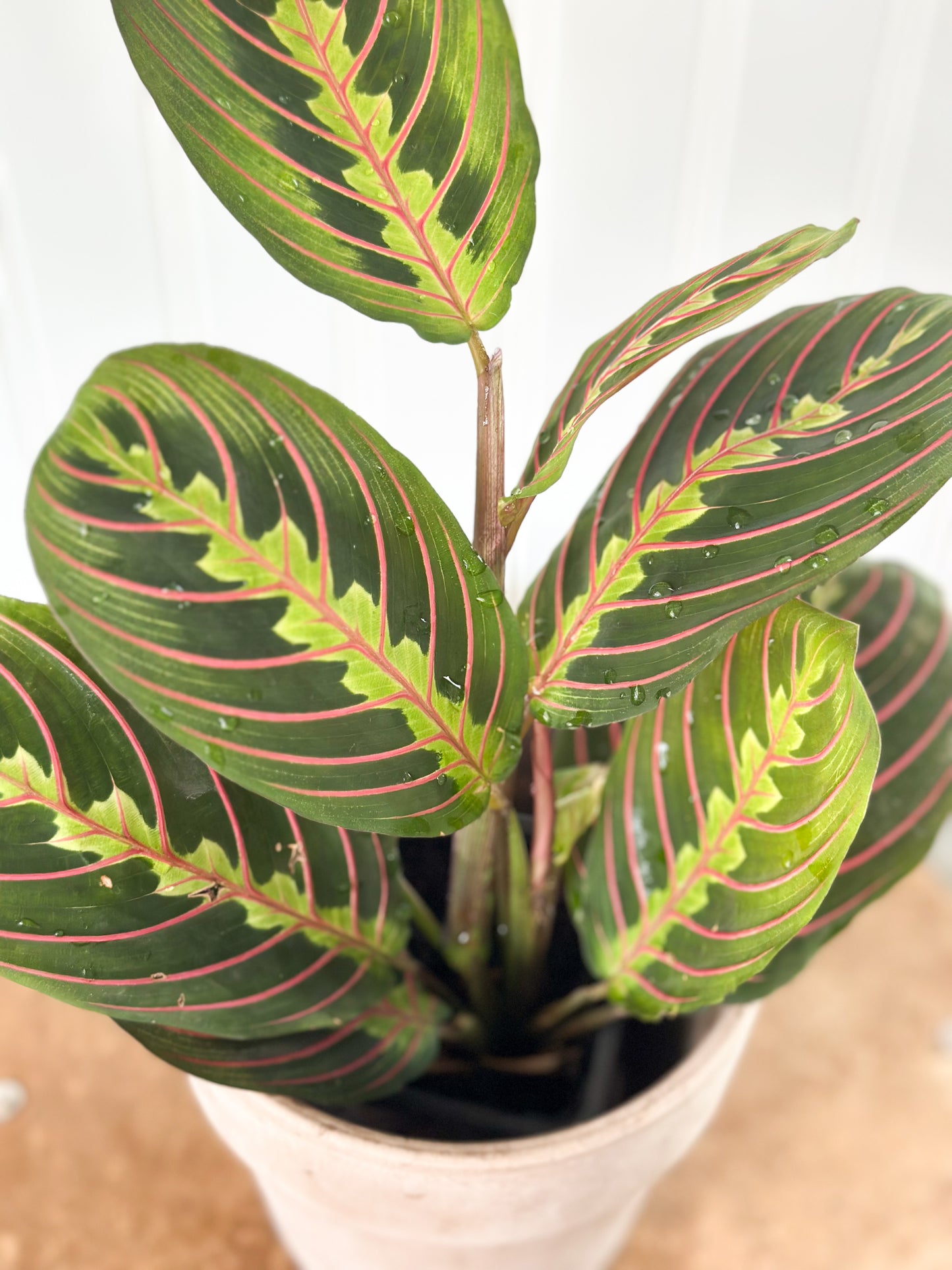 Maranta 'Red Prayer Plant'