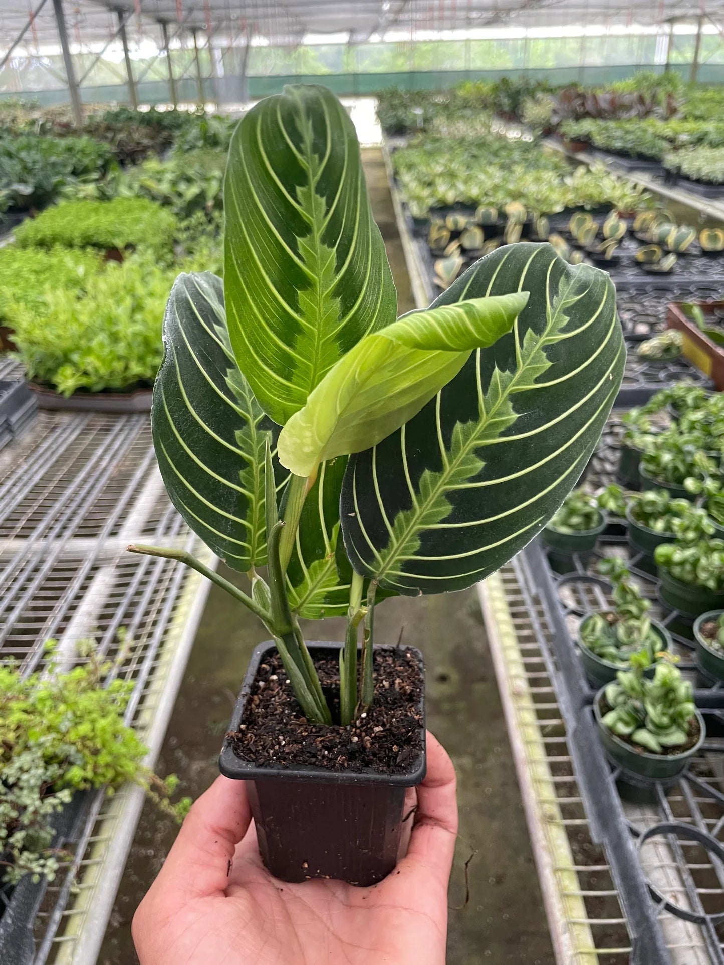 Lemon Lime Prayer Plant