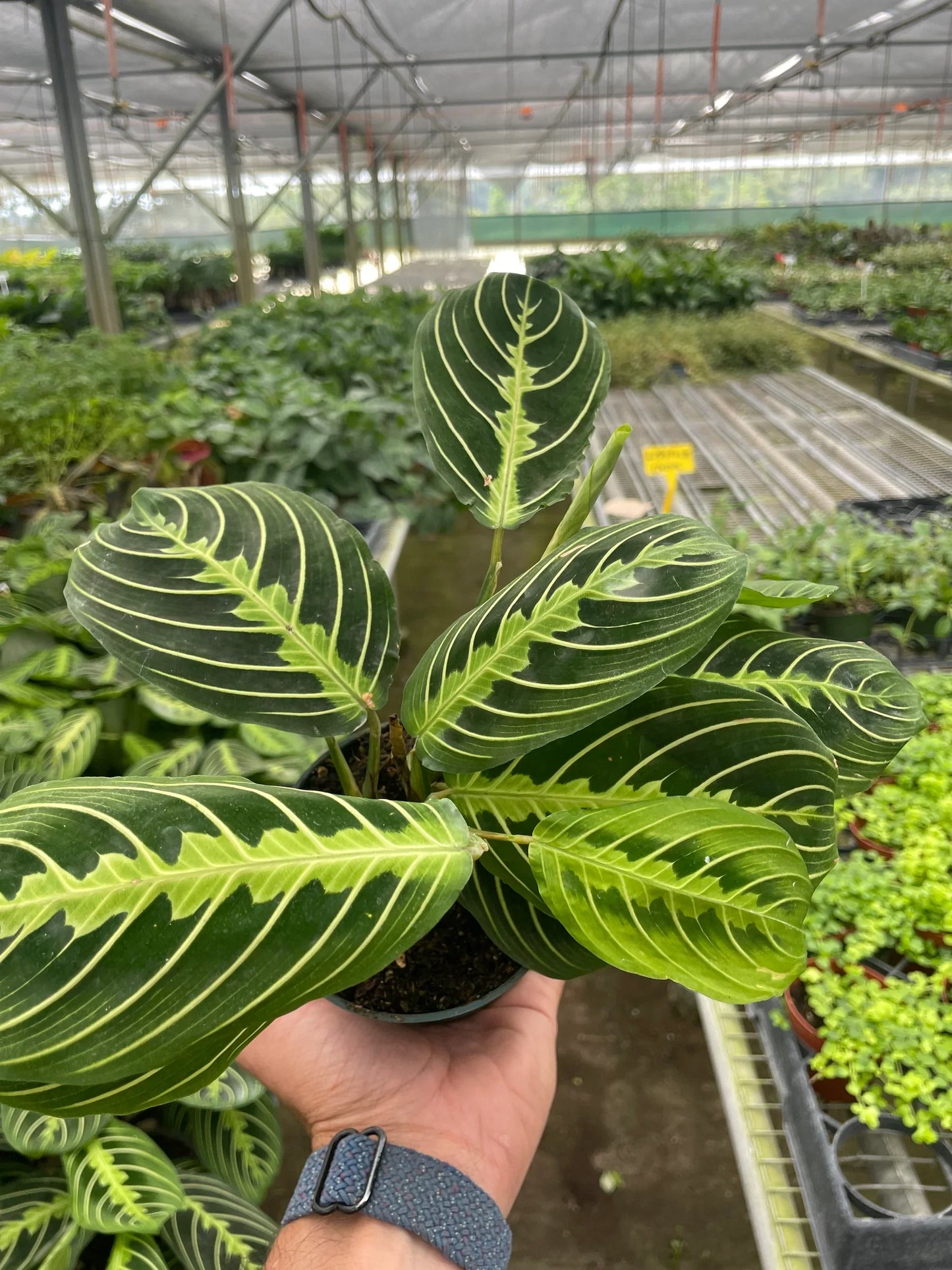 Lemon Lime Prayer Plant