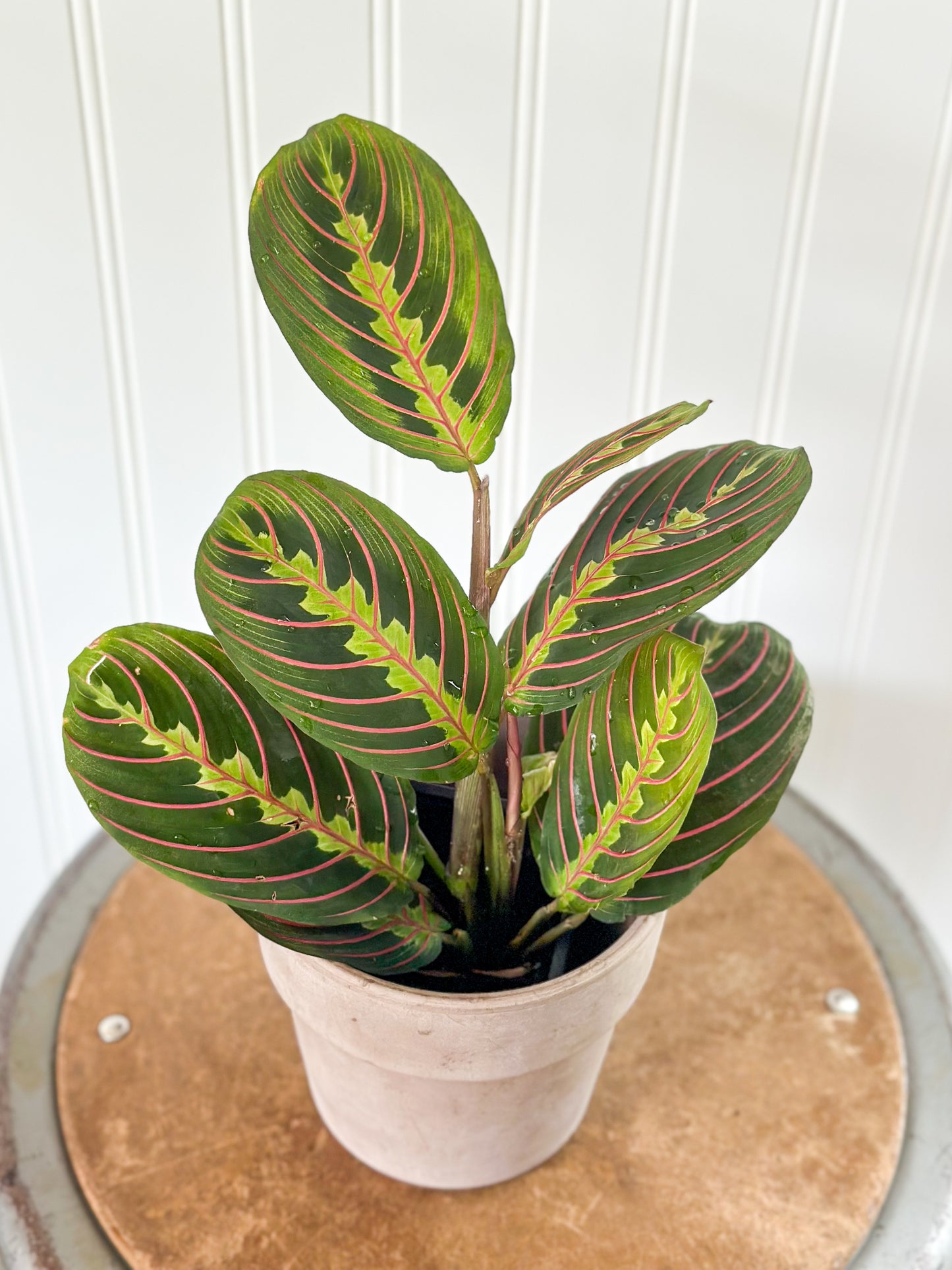 Maranta 'Red Prayer Plant'