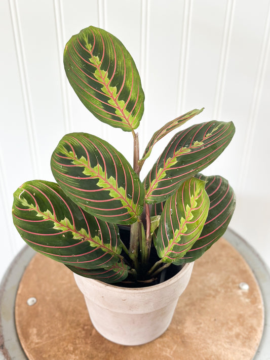 Maranta 'Red Prayer Plant'