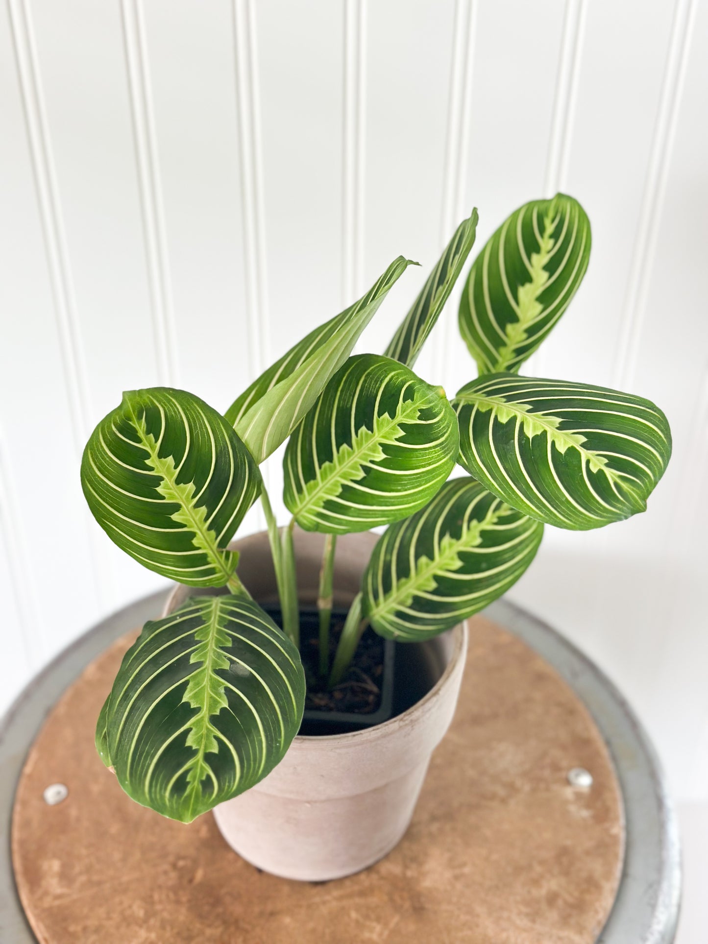 Maranta 'Lemon Lime' Prayer Plant | Live House Plants