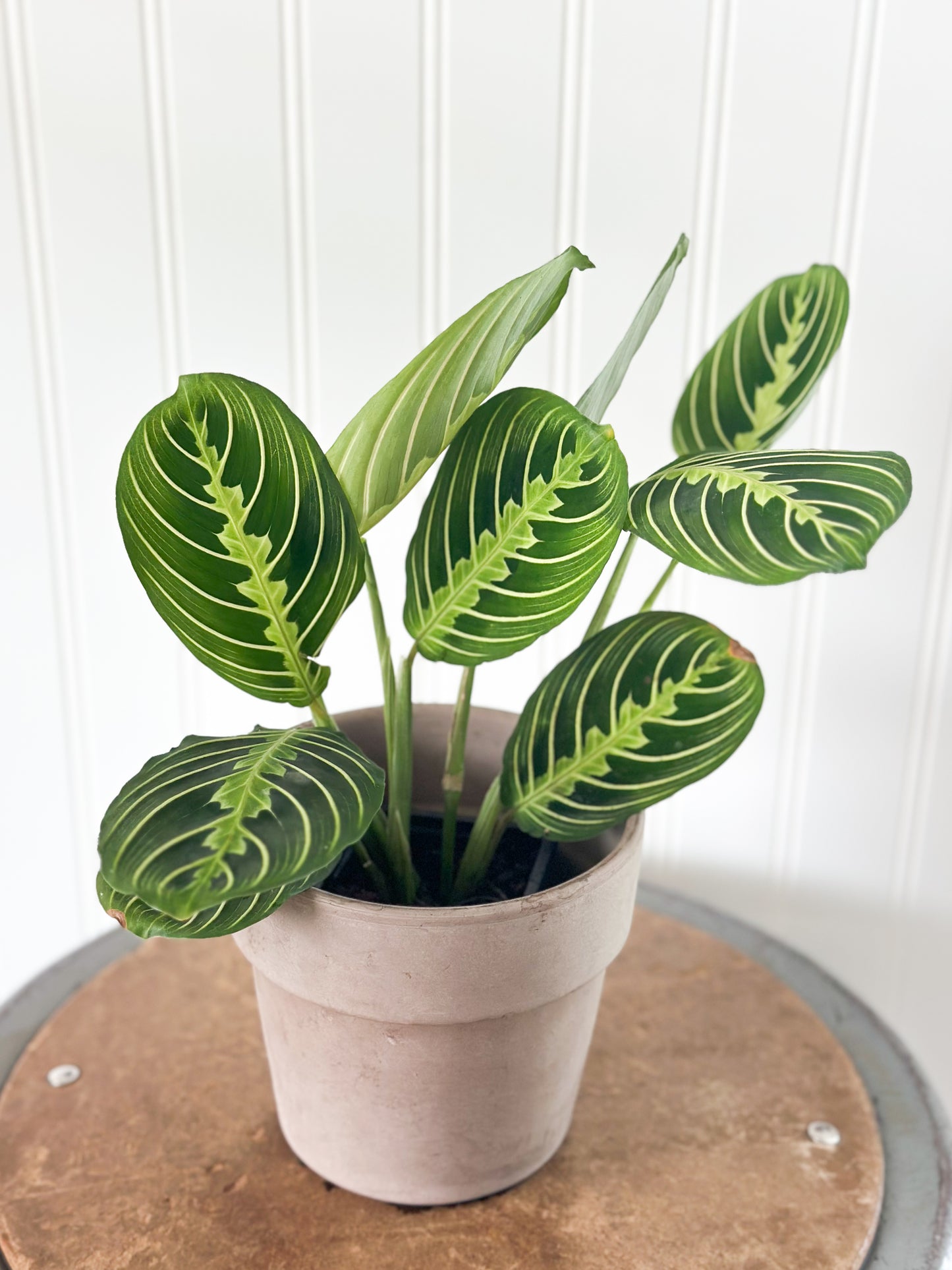 Maranta 'Lemon Lime' Prayer Plant | Live House Plants