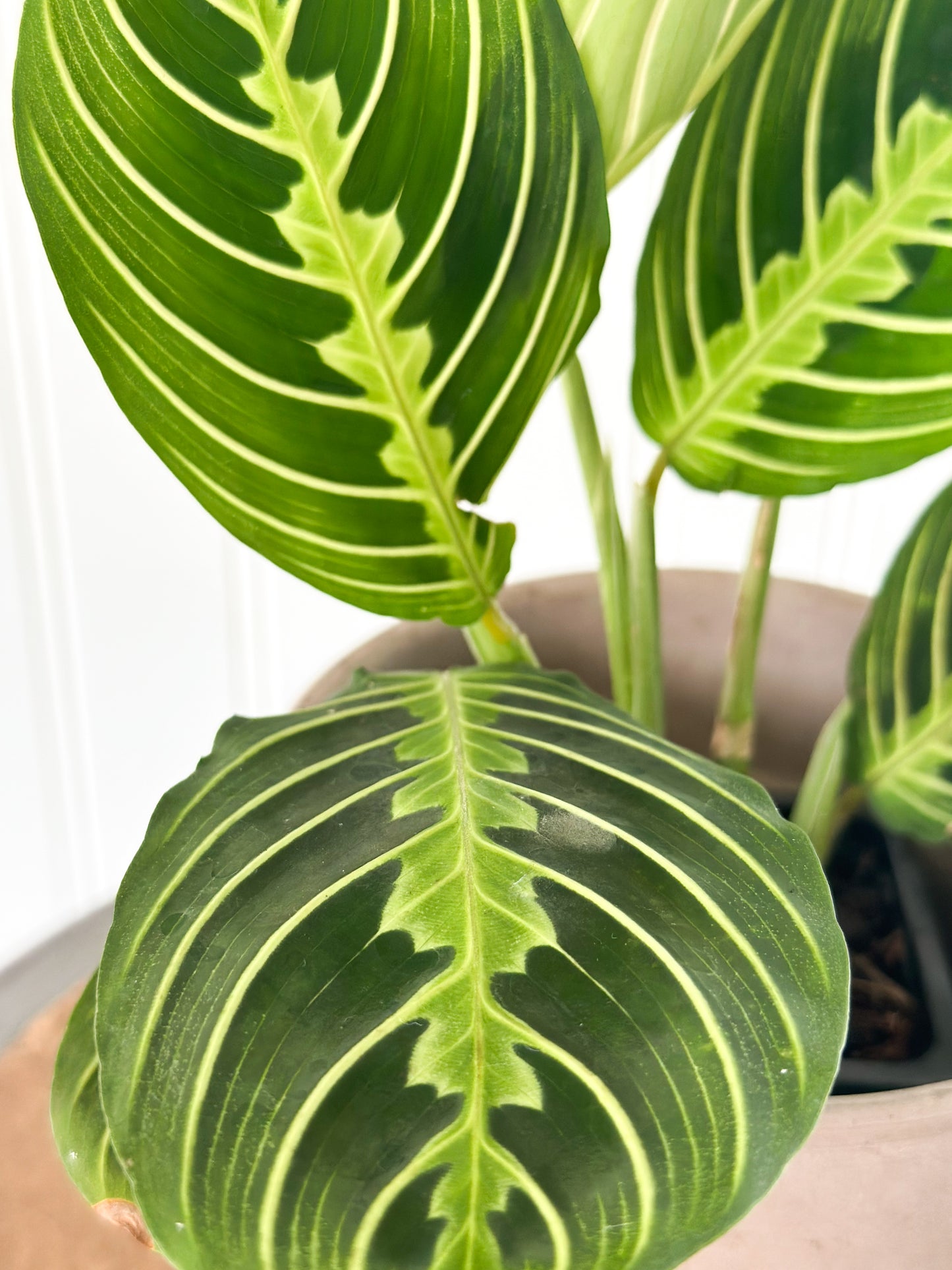 Maranta 'Lemon Lime' Prayer Plant | Live House Plants