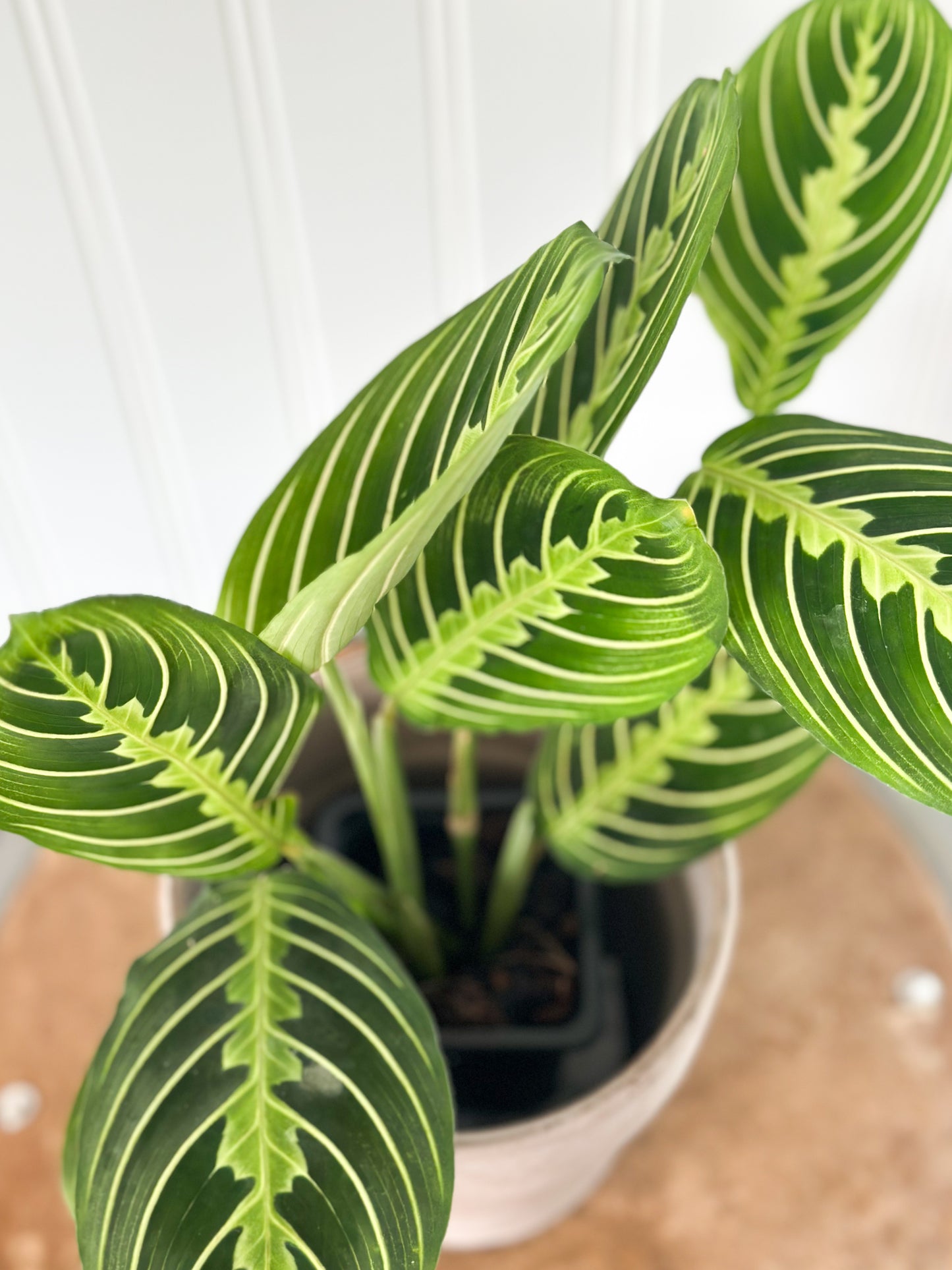 Maranta 'Lemon Lime' Prayer Plant | Live House Plants