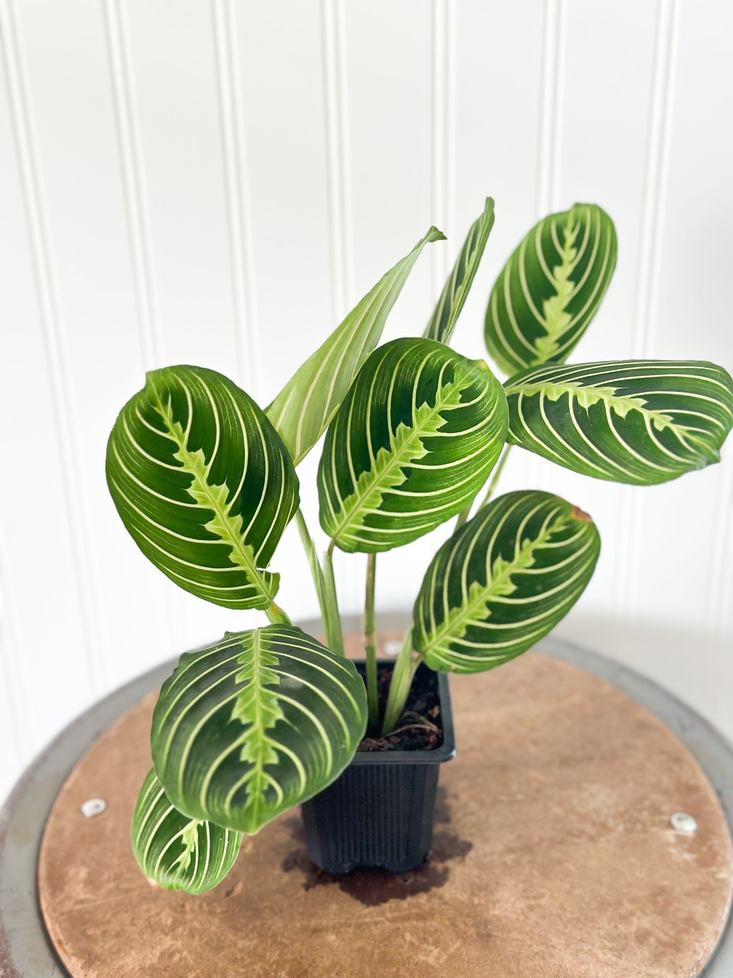 Maranta 'Lemon Lime' Prayer Plant | Live House Plants