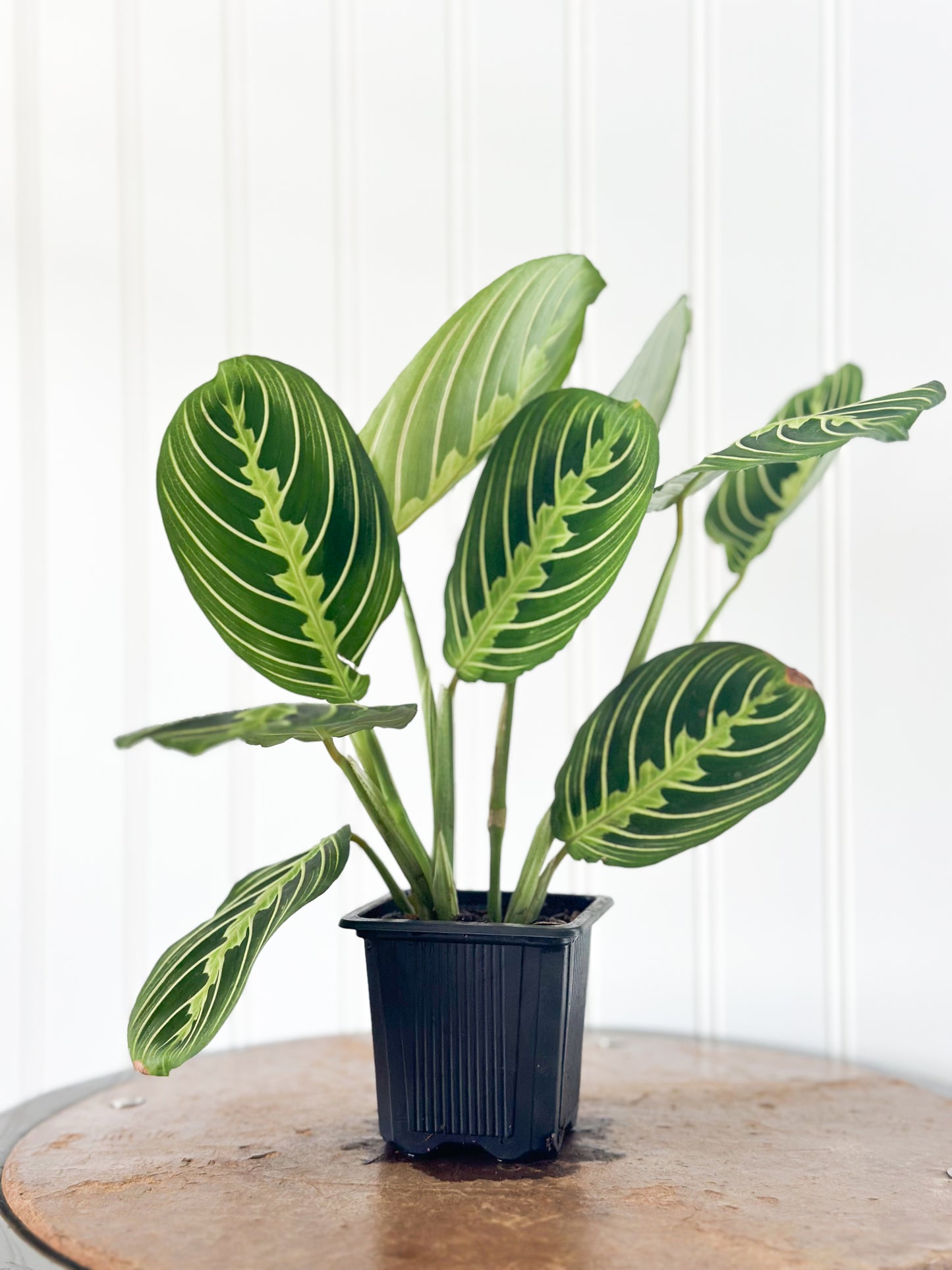 Maranta 'Lemon Lime' Prayer Plant | Live House Plants